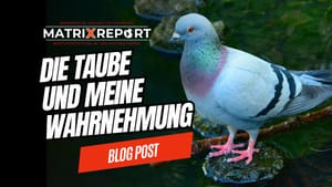Wie wir das Leben mit unserer Wahrnehmung unterstützen können! feature image